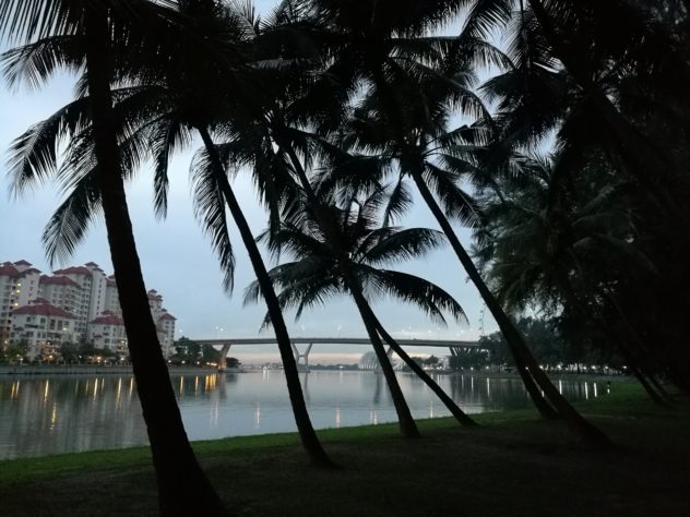 Palmen am Flussufer